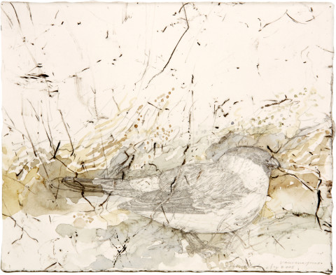 John Wolseley 20. Bouvreuil pivoine , 2008; Kermis Oak charcoal, graqphite and watercolour on paper; 20.5 x 25 cm; enquire