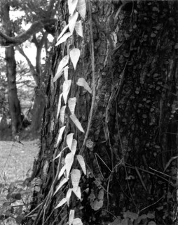 Simryn Gill #16, 1996-98; Silver gelatin photograph; 120 x 95 cm; Set of 16 images, edition of 15; Edition of 15; enquire