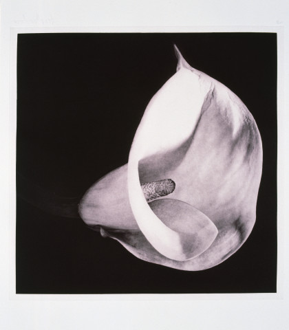 Robert Mapplethorpe Flowers, 5 (Sepia Calla), 1983; MAP#G2010; photogravure; 61 x 76 cm; enquire