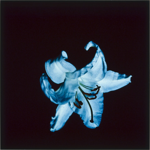 Anne MacDonald 15, 1993; from the series Ophelia; colour photograph; 39 x 39 cm; enquire