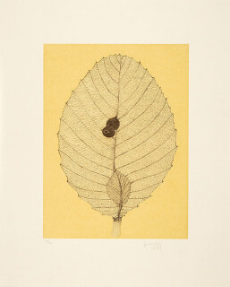 Fiona Hall Shrubby Dilenia, 2006; from the series Insectivorous; etching; 48 x 39.5 cm; Edition of 40; enquire