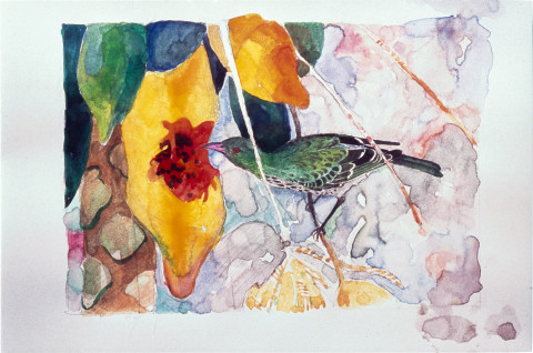 John Wolseley Olive-backed oriole with papaya, 1999; watercolour on paper; 26 x 33 cm; enquire