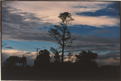 Bill Henson Untitled #48, 2000-01; CL SH348 N5; Type C photograph; 127 x 180 cm; (paper size); Edition of 5 + AP 2; enquire