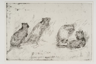John Wolseley Lustful Bettongs Returning to Watikinpirri - Newhaven I, 2024; etching; 40 x 60 cm; 70 x 88 cm (framed); Edition of 40; enquire