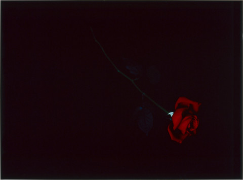Anne MacDonald 20, 1993; from the series Ophelia; colour photograph; 68.5 x 92.5 cm; enquire