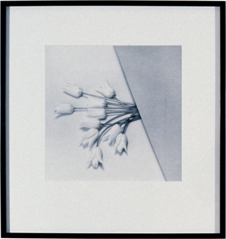 Robert Mapplethorpe Tulip, 1985; MAP#1513; silver gelatin print; 40.5 x 51 cm; enquire