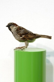 Michael Parekowhai John Taffin, 2004; sparrow, two pot paint, and aluminium; 78 x 13 x 10 cm; enquire