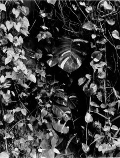 Simryn Gill #14, 1996-98; Silver gelatin photograph; 120 x 95 cm; Set of 16 images, edition of 15; Edition of 15; enquire