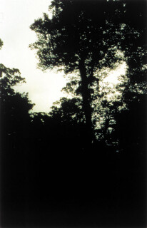 Bill Henson Untitled #109, 1998; CL SH 60 N34; Type C photograph; 104 x 154 cm; 127 x 180 cm (paper size); Edition of 5 + AP 2; enquire