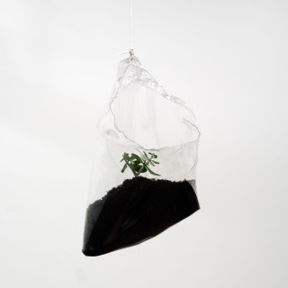 Mikala Dwyer 33, 2009; dirt, money plant; 65 x 47 x 33 cm; enquire