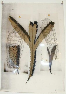 John Wolseley White beefwood with lacewings, 1998; speciman, photocopy, overlays; 38 x 29.5 cm; enquire