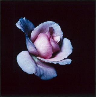 Anne MacDonald 3, 1993; from the series Ophelia; colour photograph; 35.5 x 35.5 cm; enquire