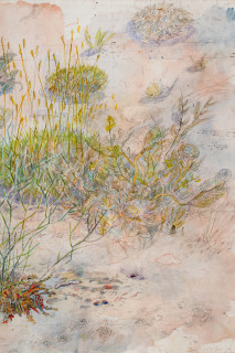 John Wolseley Tracks at Watikinpirri - mulgaras and honeyeaters pollinate the upside-down plants (detail), 2025; watercolour and graphite on paper; 64 x 101 cm; 94 x 125 cm (framed); enquire