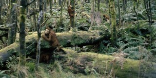 Patricia Piccinini 20. Nature's Little Helpers: Arcadia. (The rapid proliferation of these creatures seems a small price to pay for the increase in Honeyeater numbers since their introduction.), 2005; Digital C type photographs; 110 x 180 cm; Edition of 6; Enquire