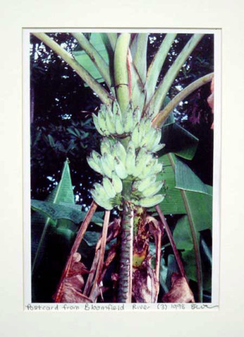 Destiny Deacon Postcard from Bloomfield River (3), 1998; colour laser print; 29.7 x 21 cm; Edition of 15; enquire