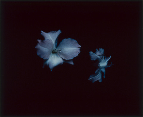 Anne MacDonald 35, 1993; from the series Ophelia; colour photograph; 46 x 53 cm; enquire