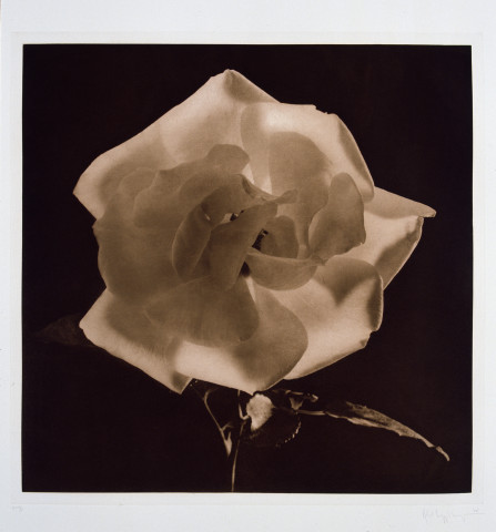 Robert Mapplethorpe Flowers, 9 (Sepia Rose), 1983; MAP#G2010; photogravure; 61 x 76 cm; enquire