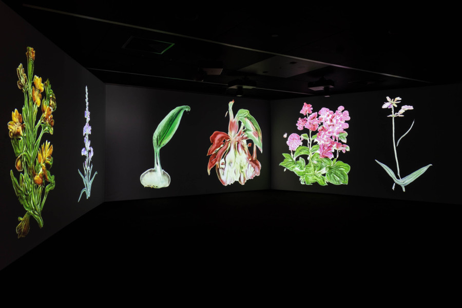 Caroline Rothwell, Infinite Herbarium (still), 2021, 3-channel digital video, high definition, colour, sound, images courtesy the artist and Museum of Contemporary Art Australia © the artist, photograph: Jacquie Manning