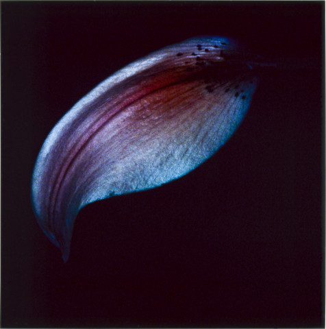Anne MacDonald 10, 1993; from the series Ophelia; colour photograph; 26 x 26 cm; enquire