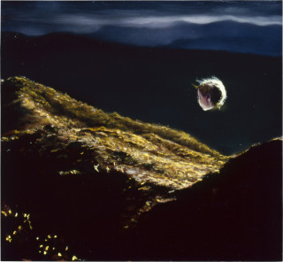 Louise Hearman Untitled #  978, 2003; oil on masonite; 56 x 61 cm; enquire