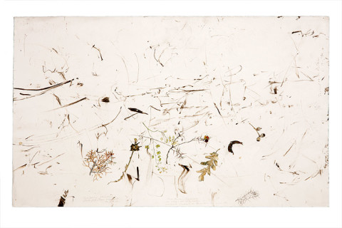John Wolseley 9. An Inventory of the Plants of the Maquis, no.1, 2008; juniper charcoal, graphite and watercolour on paper; 57 x 77 cm; enquire