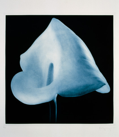 Robert Mapplethorpe Flowers, 4 (Blue Calla), 1983; MAP#G2010; photogravure; 61 x 76 cm; enquire