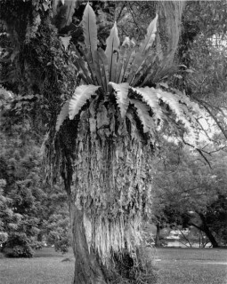 Simryn Gill #6, 1996-98; Silver gelatin photograph; 120 x 95 cm; Set of 16 images, edition of 15; Edition of 15; enquire