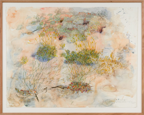 John Wolseley Yellow-throated miner sucking nectar from upside–down plants as Burrowing bettongs sleep the day away in their mazy warrens, 2025; watercolour and graphite on paper; 116 x 152 cm; 134 x 168 cm (framed); enquire