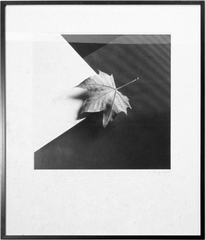Robert Mapplethorpe Leaf, 1986; gelatin silver print; 50.8 x 60.9 cm; enquire