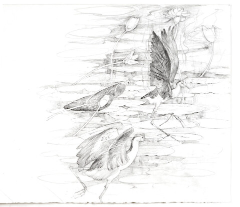 John Wolseley Lilytrotters: East Arnhem Land, 2009; Pencil on paper ; 38 x 56 cm; enquire