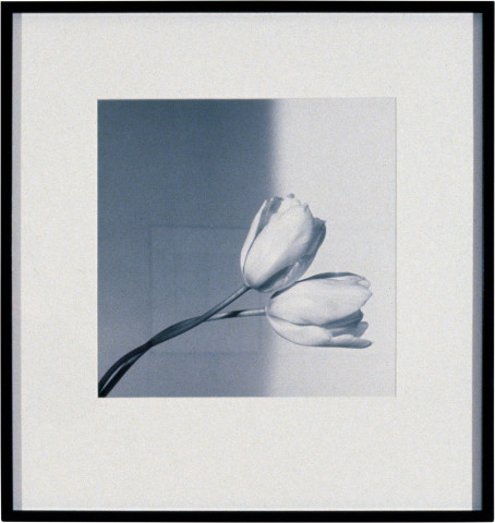 Robert Mapplethorpe Tulip, 1984; MAP#1397; silver gelatin print; 40.5 x 51 cm; enquire
