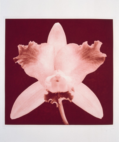 Robert Mapplethorpe Flowers, 3 (Red Orchid), 1983; MAP#G2010; photogravure; 61 x 76 cm; enquire