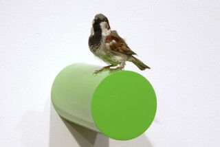 Michael Parekowhai Iver Johnson, 2004; sparrow, two pot paint, and aluminium; enquire