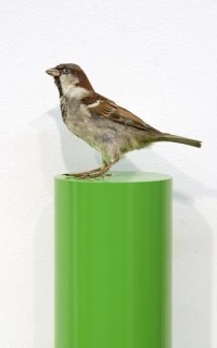 Michael Parekowhai Dave Douglas, 2004; sparrow, two pot paint, and aluminium; 78 x 13 x 10 cm; enquire