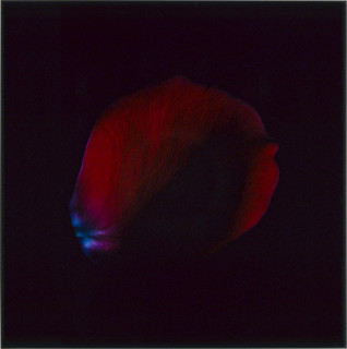 Anne MacDonald 27, 1993; from the series Ophelia; colour photograph; 27.5 x 27.5 cm; enquire