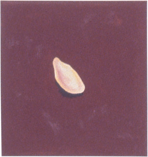 Fiona Foley Petrified Wood, 1998; oil on canvas; 39 x 37 cm; enquire