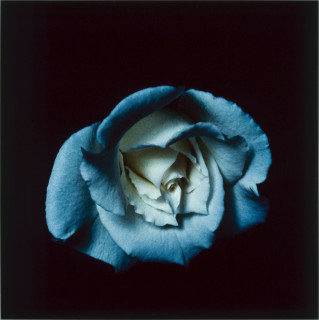 Anne MacDonald 7, 1993; from the series Ophelia; colour photograph; 35.5 x 35.5 cm; enquire