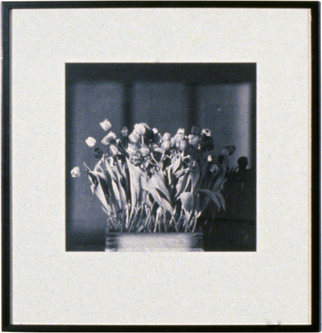 Robert Mapplethorpe Tulips, 1983; MAP#1006; silver gelatin print; 40.5 x 51 cm; enquire