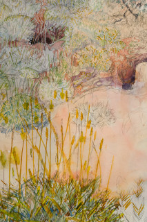 John Wolseley Yellow-throated miner sucking nectar from upside–down plants as Burrowing bettongs sleep the day away in their mazy warrens (detail), 2025; watercolour and graphite on paper; 116 x 152 cm; 134 x 168 cm (framed); enquire