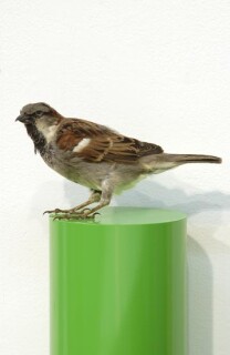 Michael Parekowhai J. D. Jones, 2004; sparrow, two pot paint, and aluminium; 78 x 13 x 10 cm; enquire