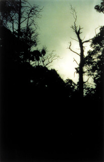 Bill Henson Untitled #113, 1998; CL SH 60 N24; Type C photograph; 104 x 154 cm; 127 x 180 cm (paper size); Edition of 5 + AP 2; enquire