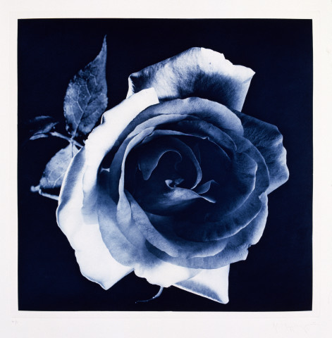 Robert Mapplethorpe Flowers, 2 (Blue Rose), 1983; MAP#G2010; photogravure; 61 x 76 cm; enquire
