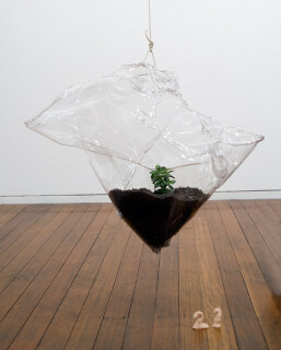 Mikala Dwyer 21, 2009; PETG, money plant, dirt; 58 x 70 x 36 cm; enquire