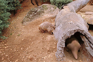 Patricia Piccinini Meeting of Minds, 2001; from the series Siren Mole: (Exellocephala Parthenopa); C type photograph; 53 x 80 cm; Edition of 30; enquire