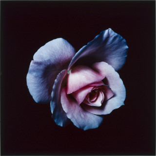 Anne MacDonald 5, 1993; from the series Ophelia; colour photograph; 35.5 x 35.5 cm; enquire