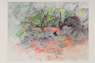 John Wolseley Ngurra - Dwelling; Great Desert Skink - Watikinpirri, 2024; watercolour and graphite on paper; 55 x 74 cm; 80 x 98 cm (framed); enquire