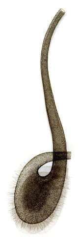 Bronwyn Oliver Clef, 1993; copper; 110 x 45 x 40 cm; enquire