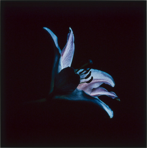 Anne MacDonald 11, 1993; from the series Ophelia; colour photograph; 39 x 39 cm; enquire