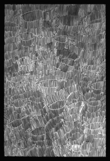 Nyapanyapa Yunupingu Untitled, 2012; 4304K - AC 5.15 Birrka'mirri; paint pen on clear acetate plastic; 83.5 x 59.5 cm; Enquire
