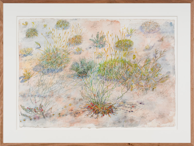 John Wolseley Tracks at Watikinpirri - mulgaras and honeyeaters pollinate the upside-down plants, 2025; watercolour and graphite on paper; 64 x 101 cm; 94 x 125 cm (framed); enquire